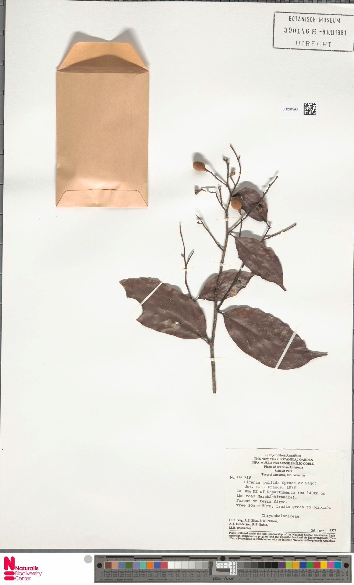 Licania pallida fruit