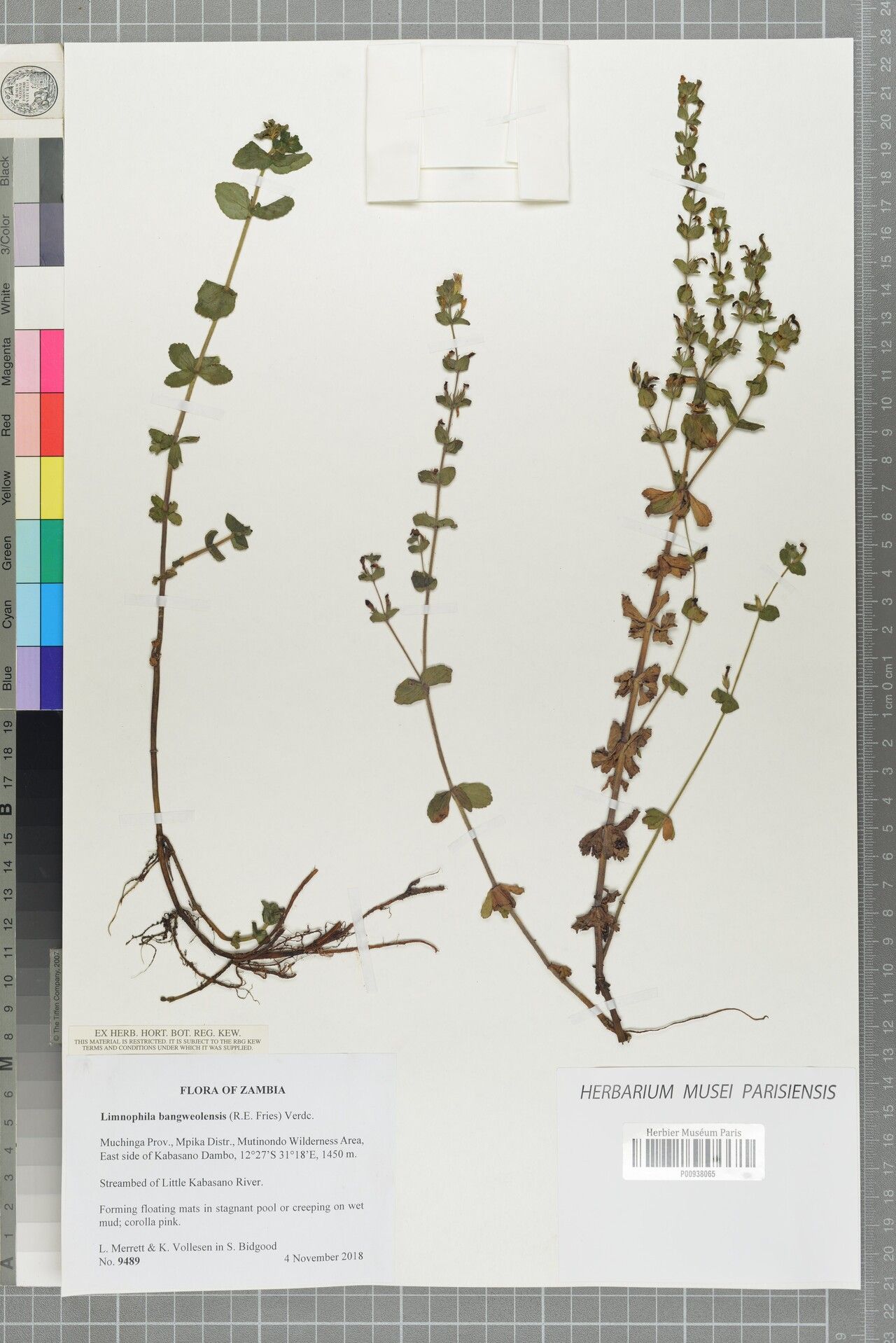 Limnophila bangweolensis — related species from the same genus