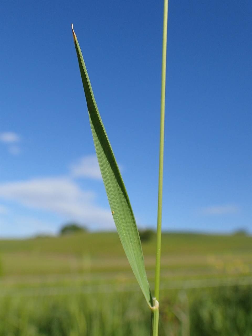 Alopecurus myosuroides fruit