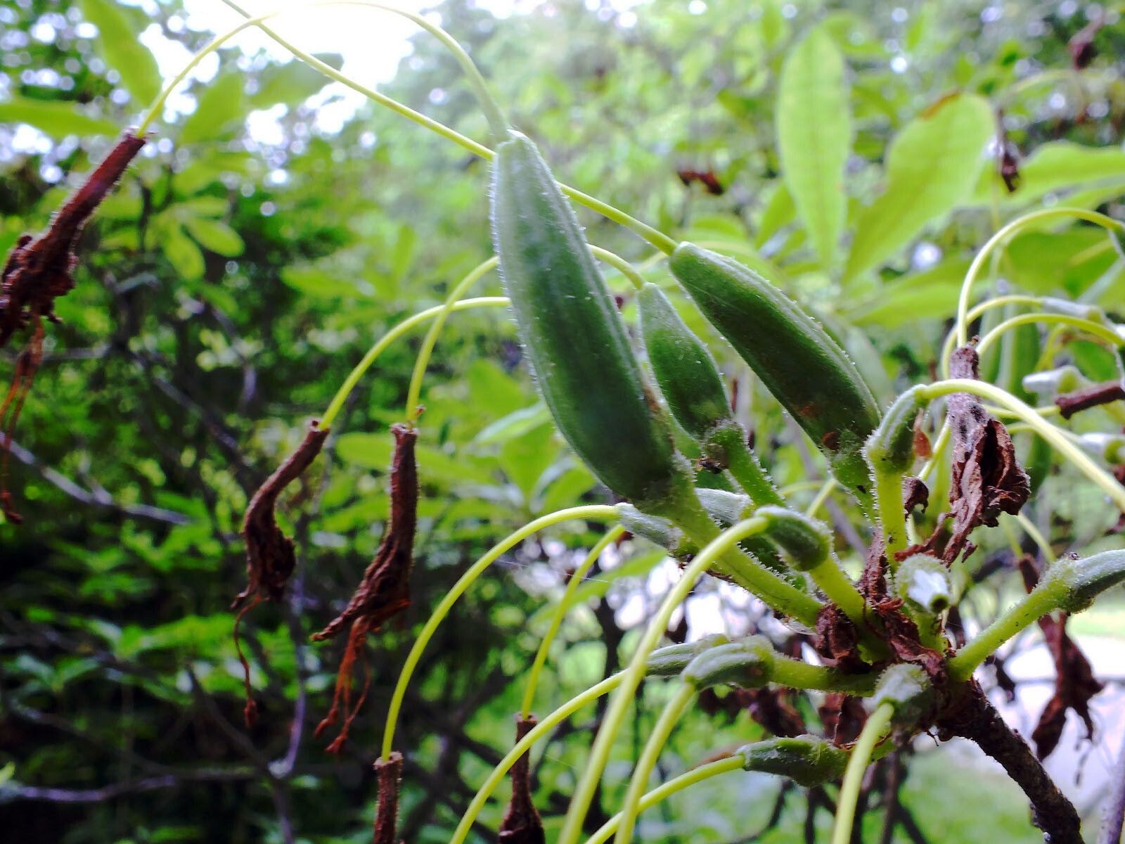 Rhododendron molle fruit