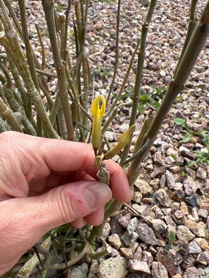 Ceropegia dichotoma flower
