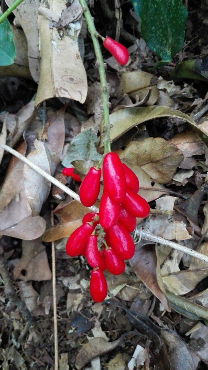 Picramnia latifolia fruit