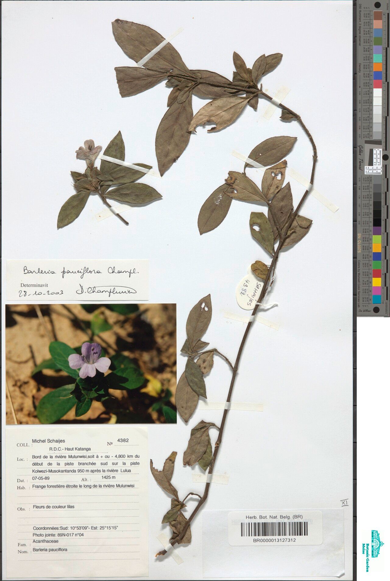 Barleria gandhii — houseplant care guide