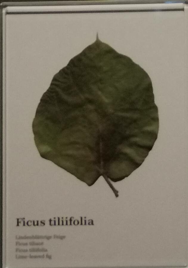 Ficus tiliifolia leaf