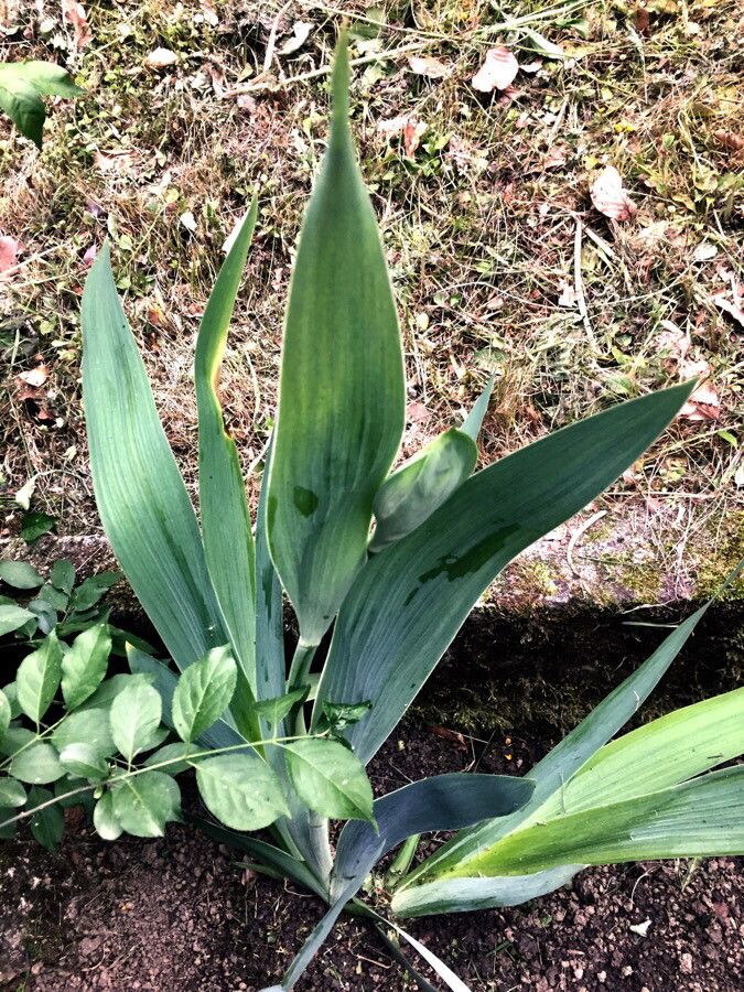 Iris lutescens leaf
