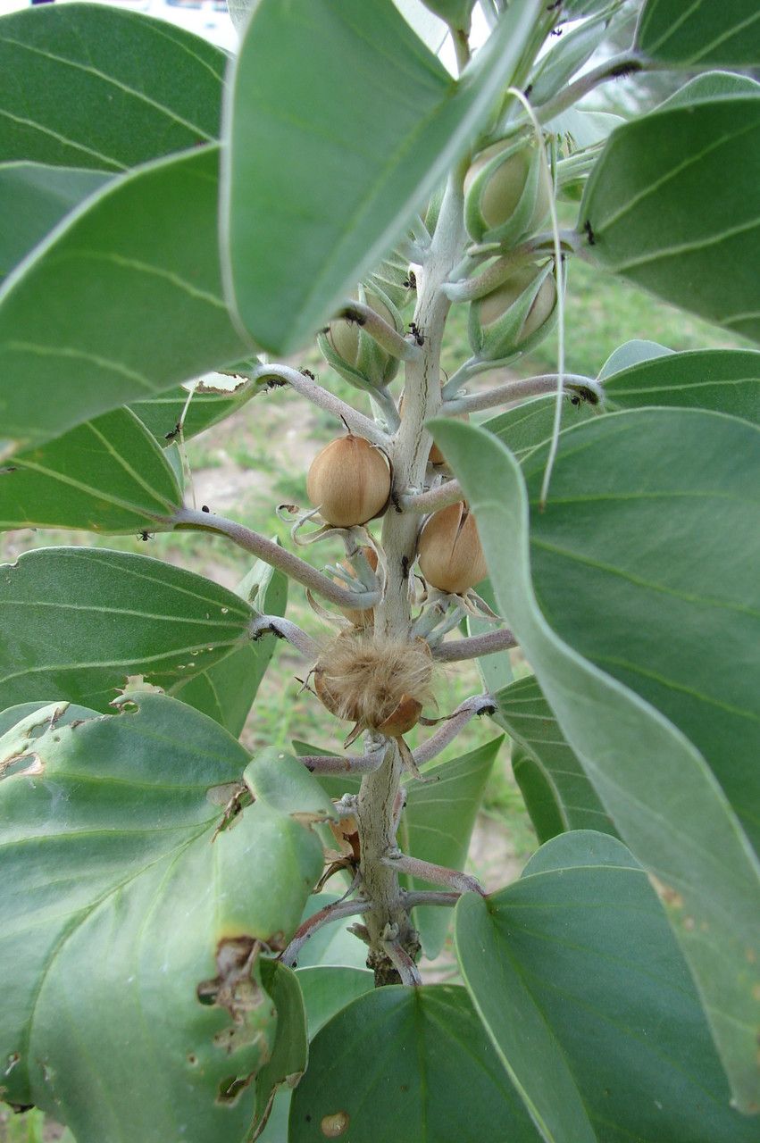 Androstachys johnsonii leaf