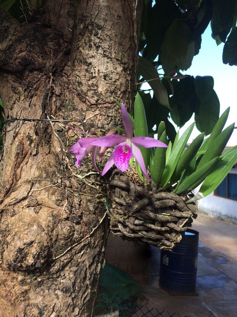 Laelia speciosa flower