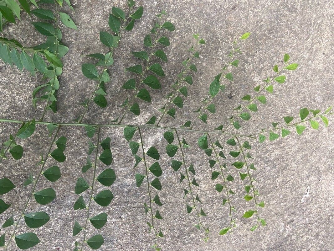 Phyllanthus acuminatus leaf