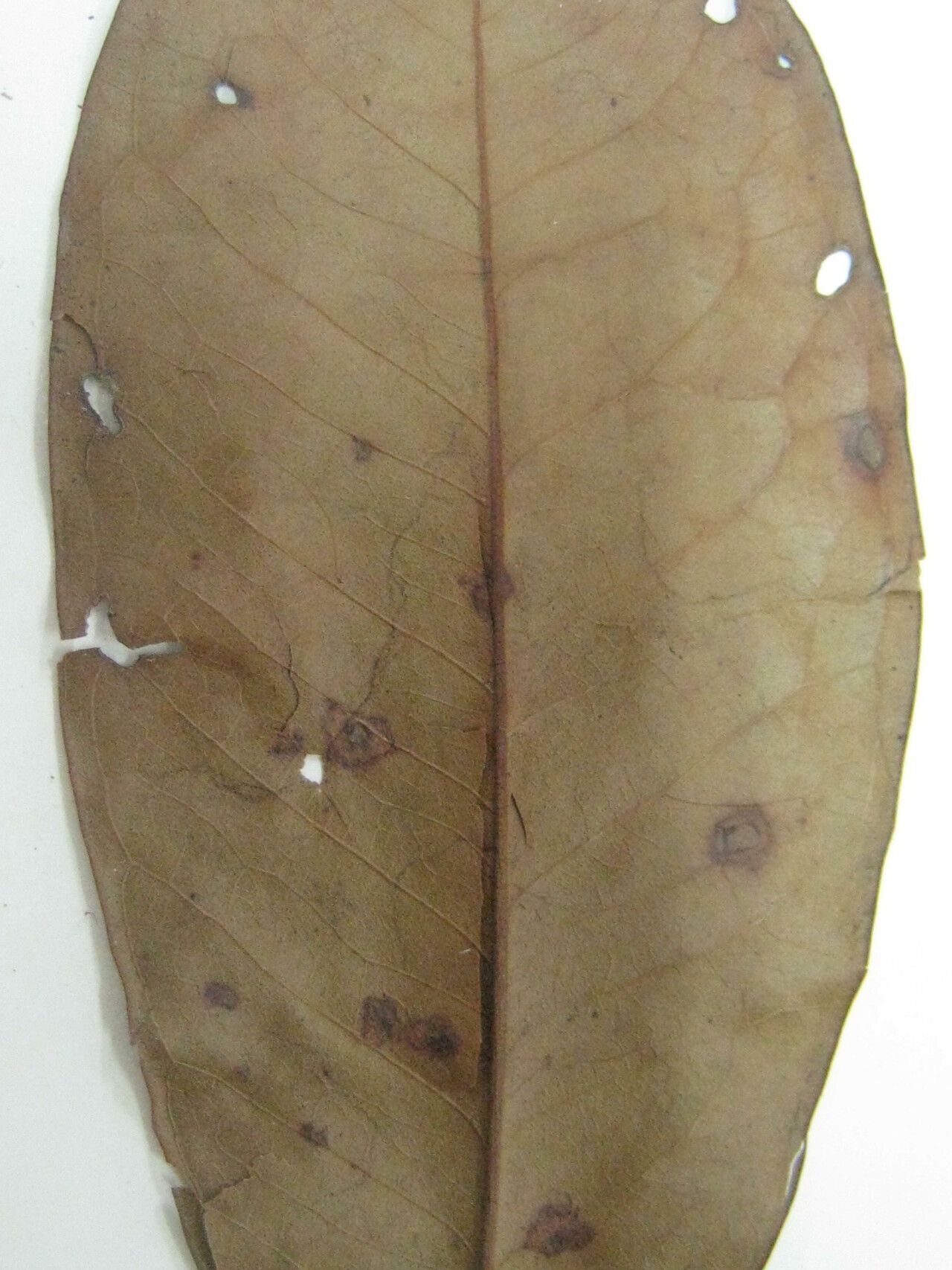 Eugenia stictopetala — houseplant care guide