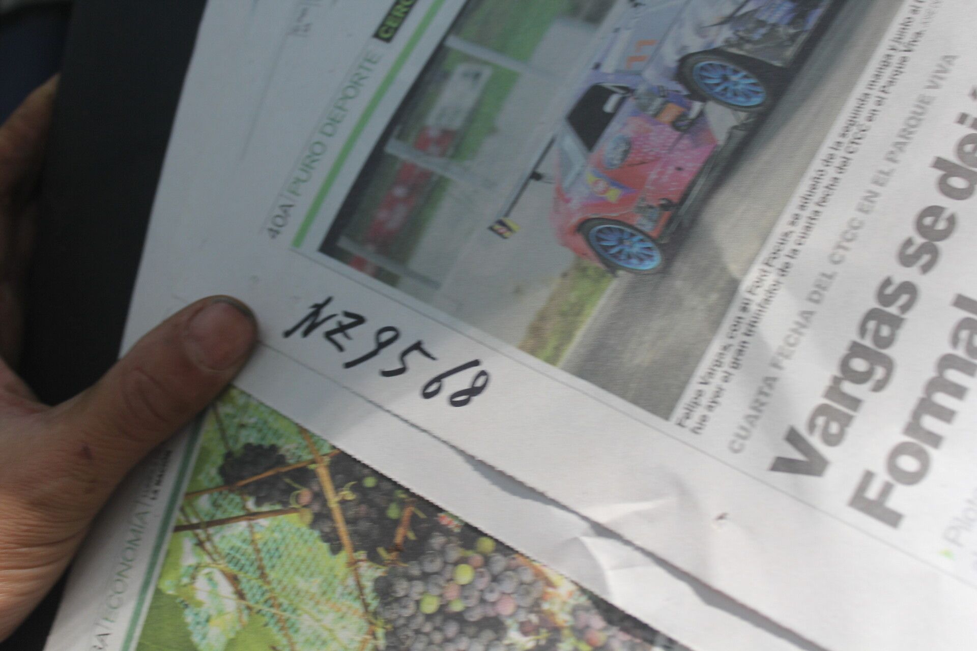 Beilschmiedia tilaranensis other