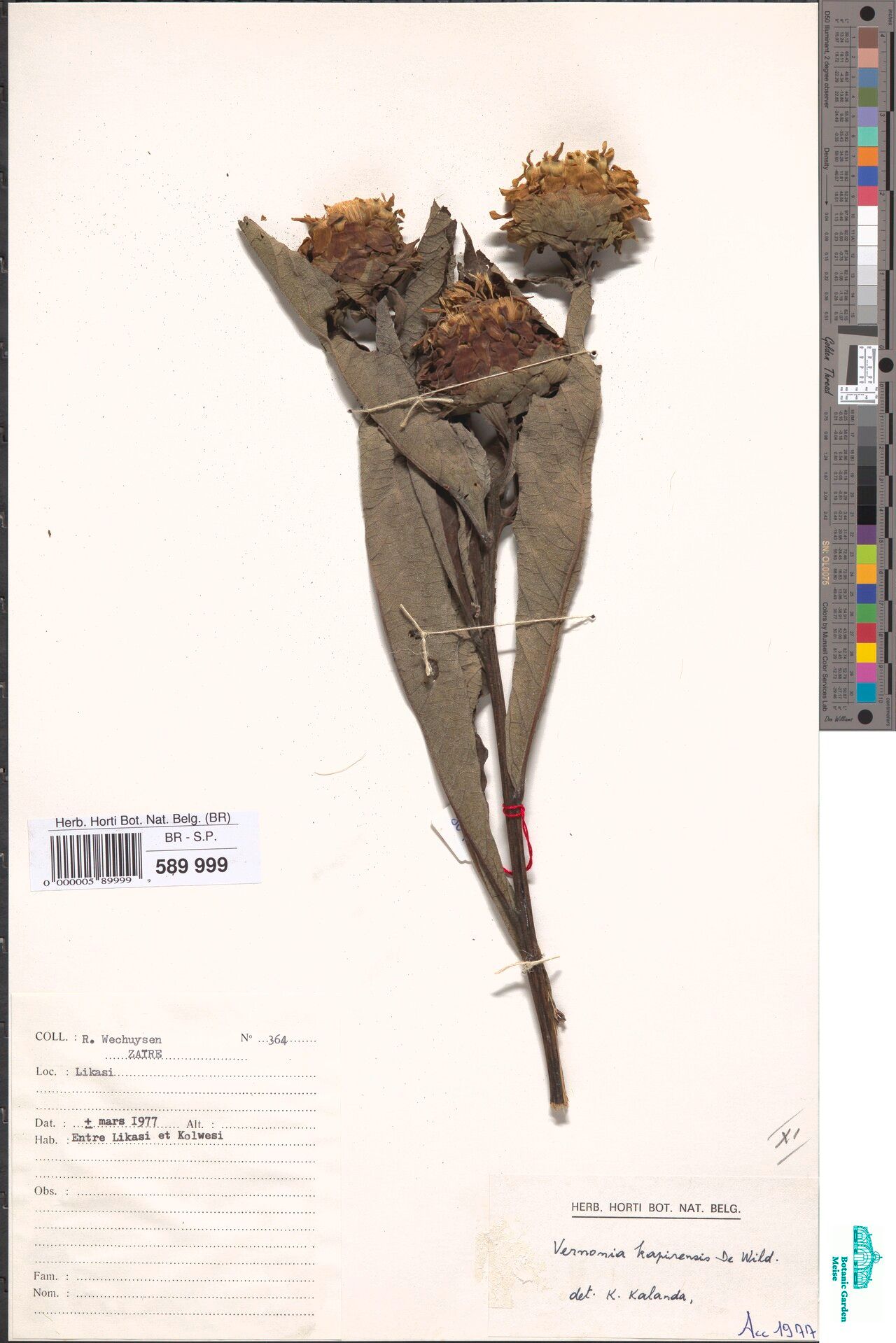 Vernonia kapirensis — houseplant care guide