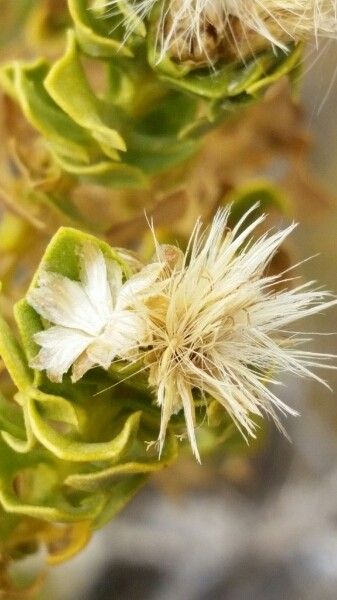 Baccharis tola fruit