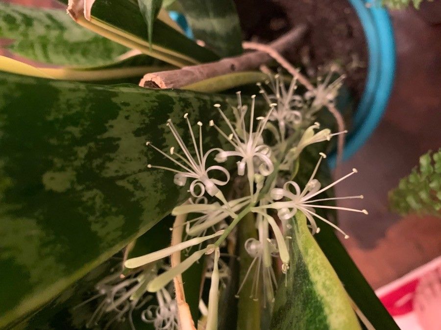 Sansevieria metallica flower