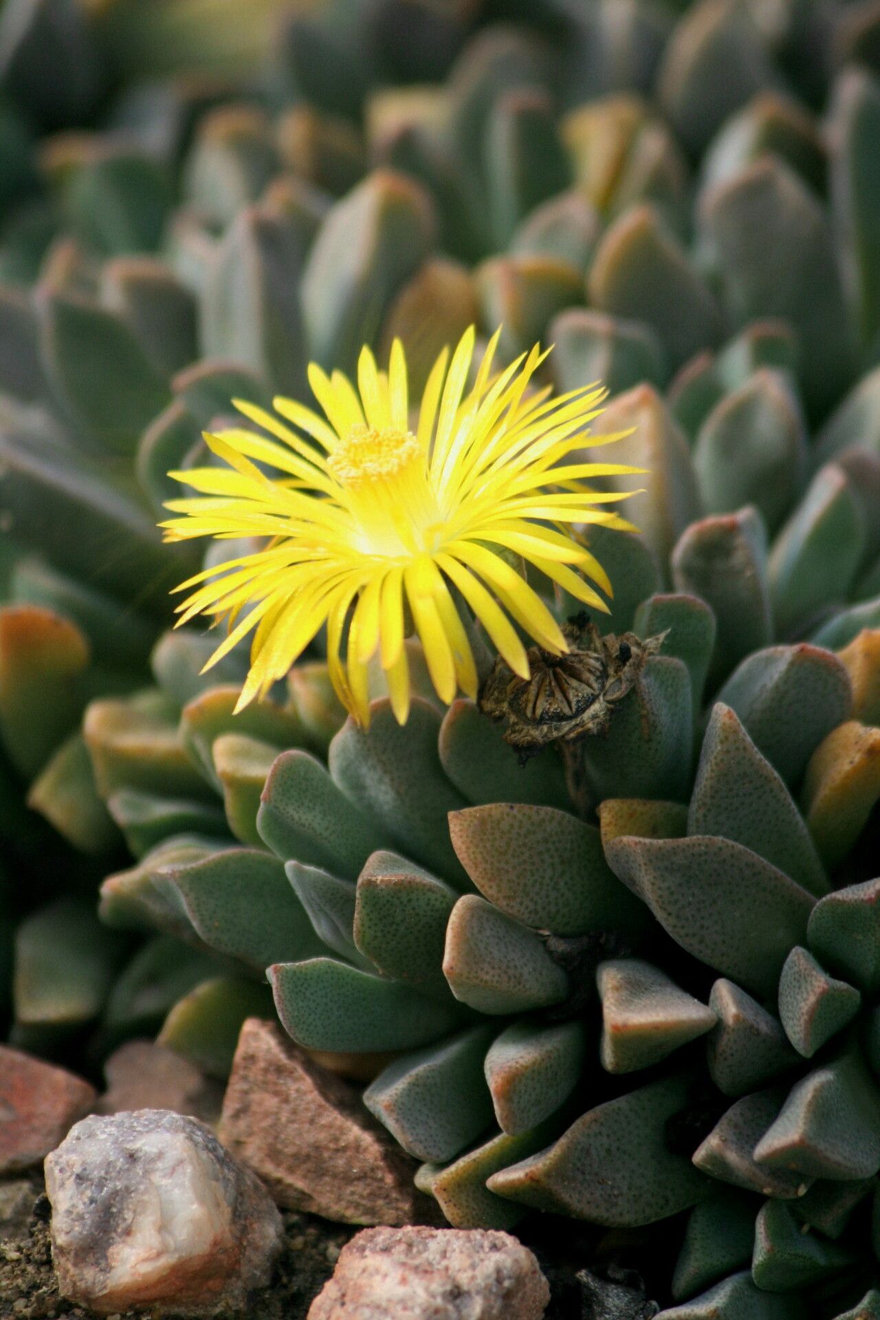 Aloinopsis orpenii flower