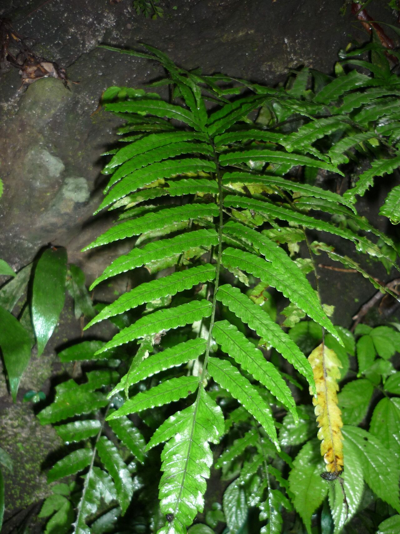 Bolbitis quoyana — houseplant care guide