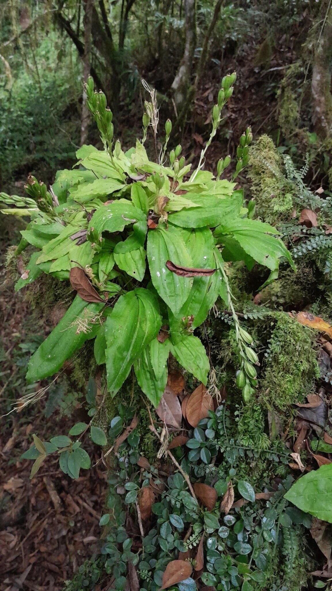 Liparis andringitrana habit