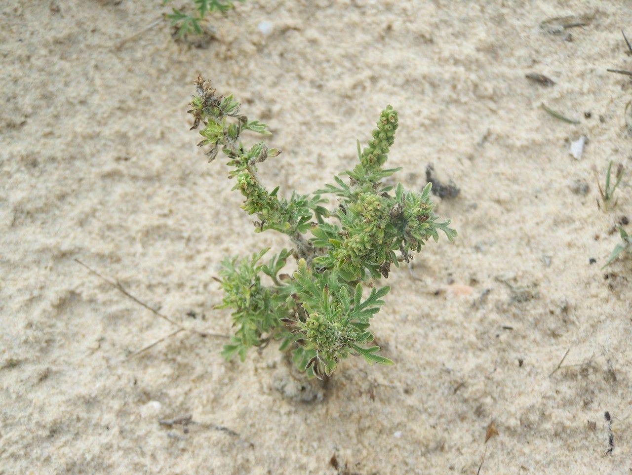 Ambrosia maritima habit