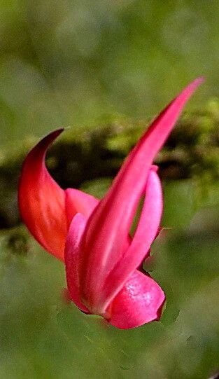 Strongylodon madagascariensis