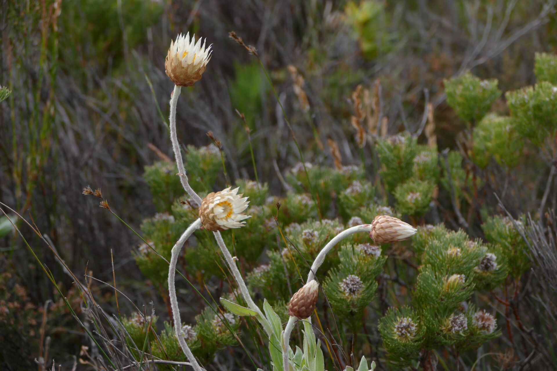 Syncarpha speciosissima flower