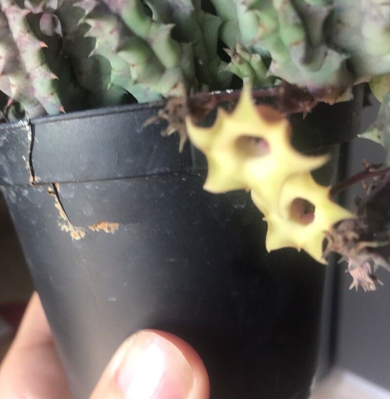 Huernia primulina leaf