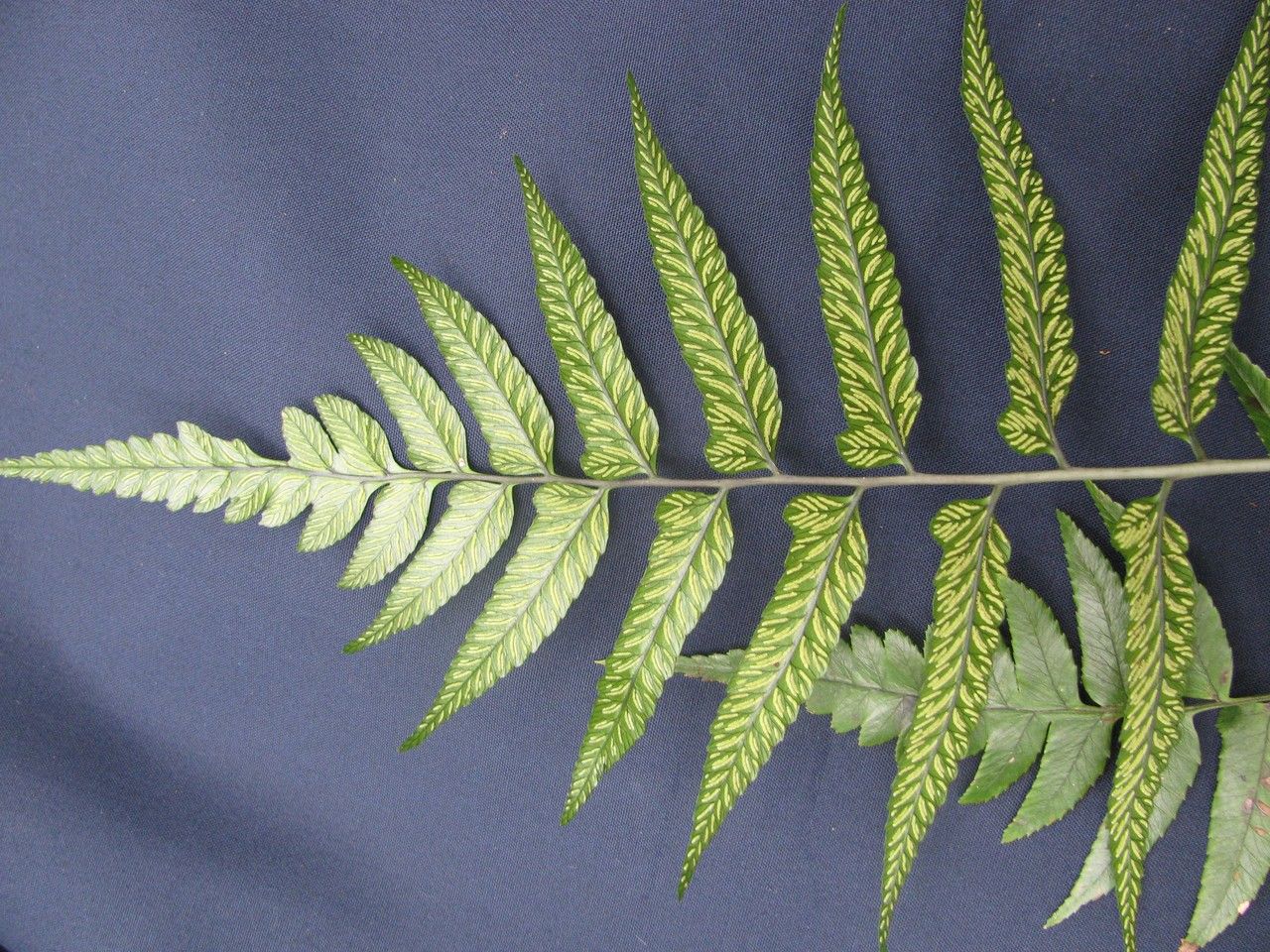 Diplazium werckleanum other