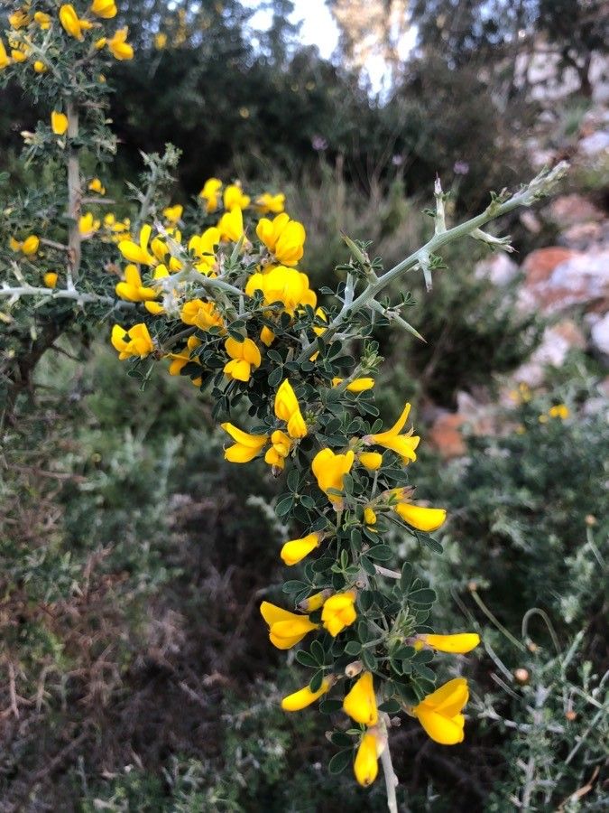Cytisus lanigerus flower
