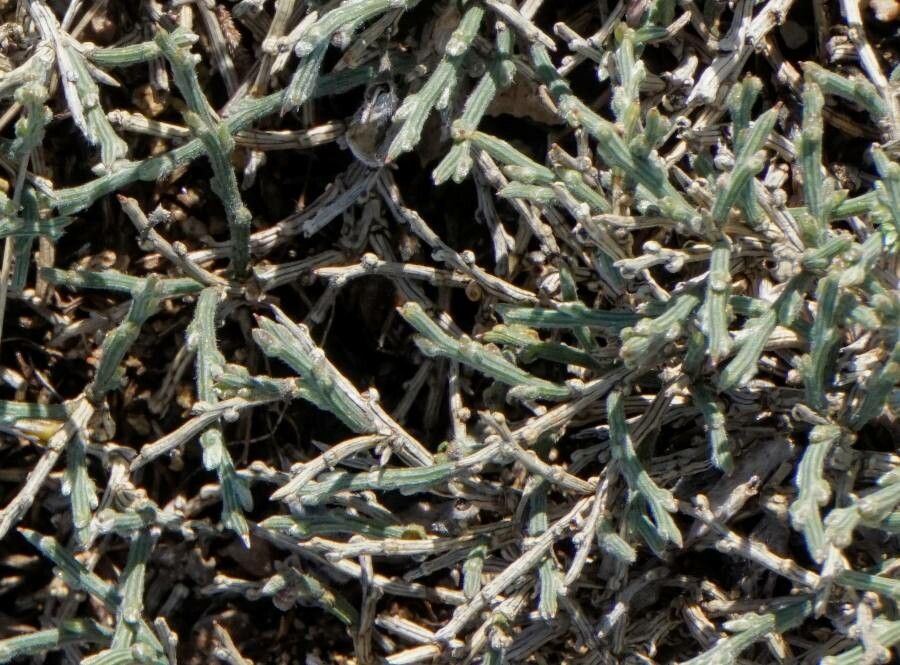 Genista pulchella — search result for 'Genista'