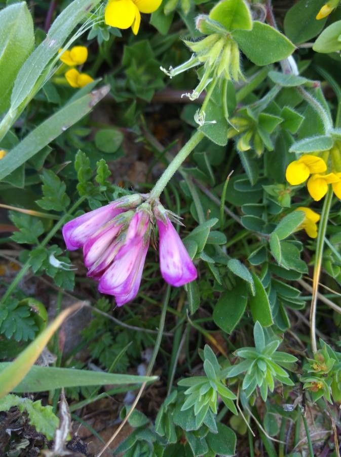 Sulla spinosissima flower