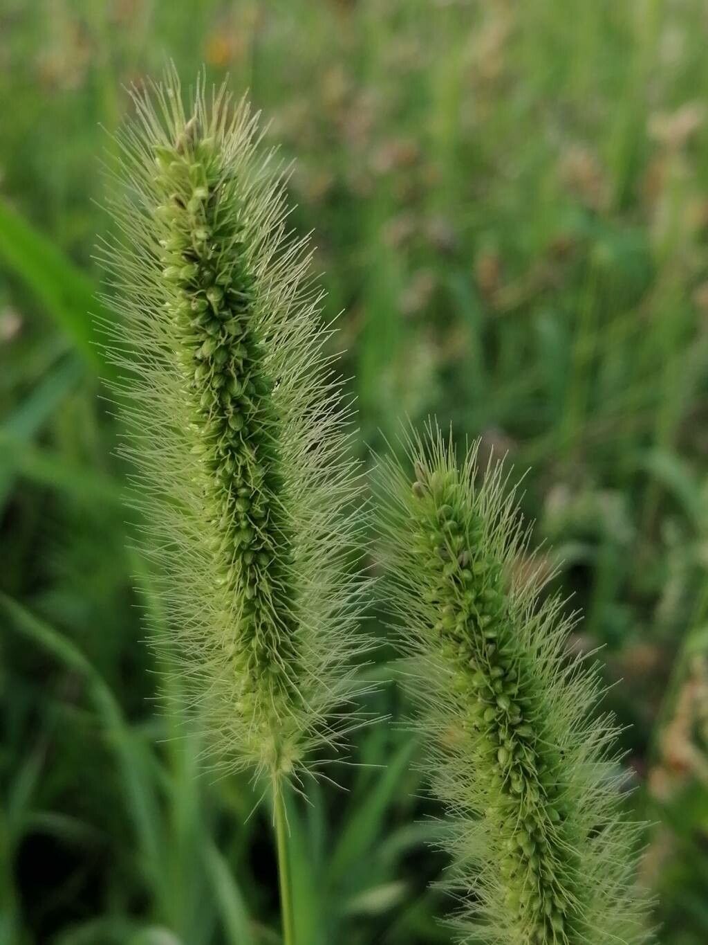 Setaria faberi flower