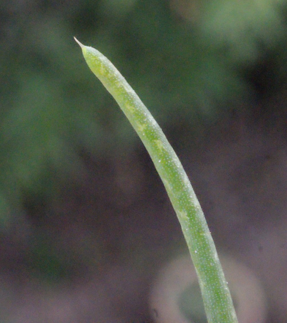Suaeda splendens fruit