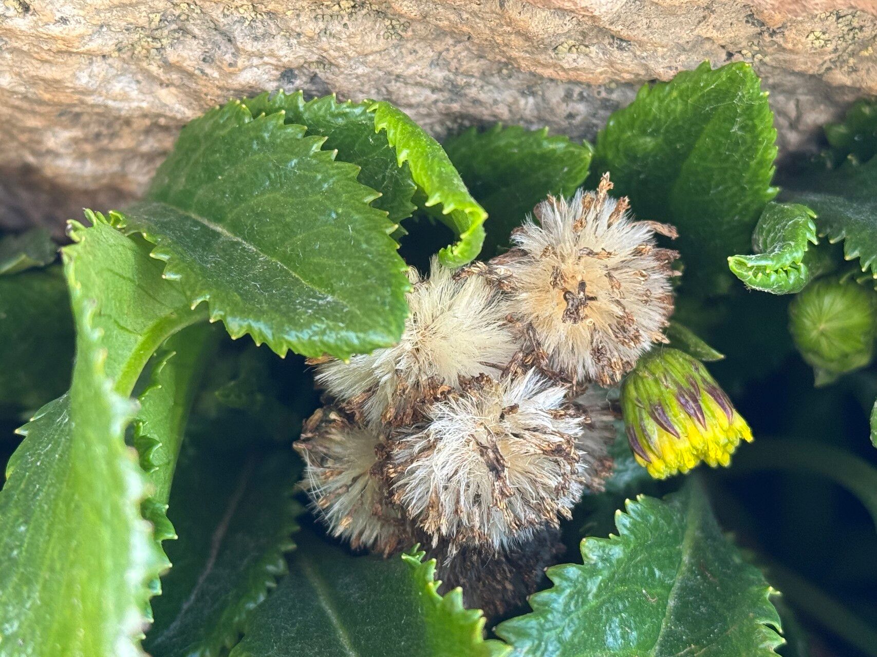 Senecio violifolius fruit