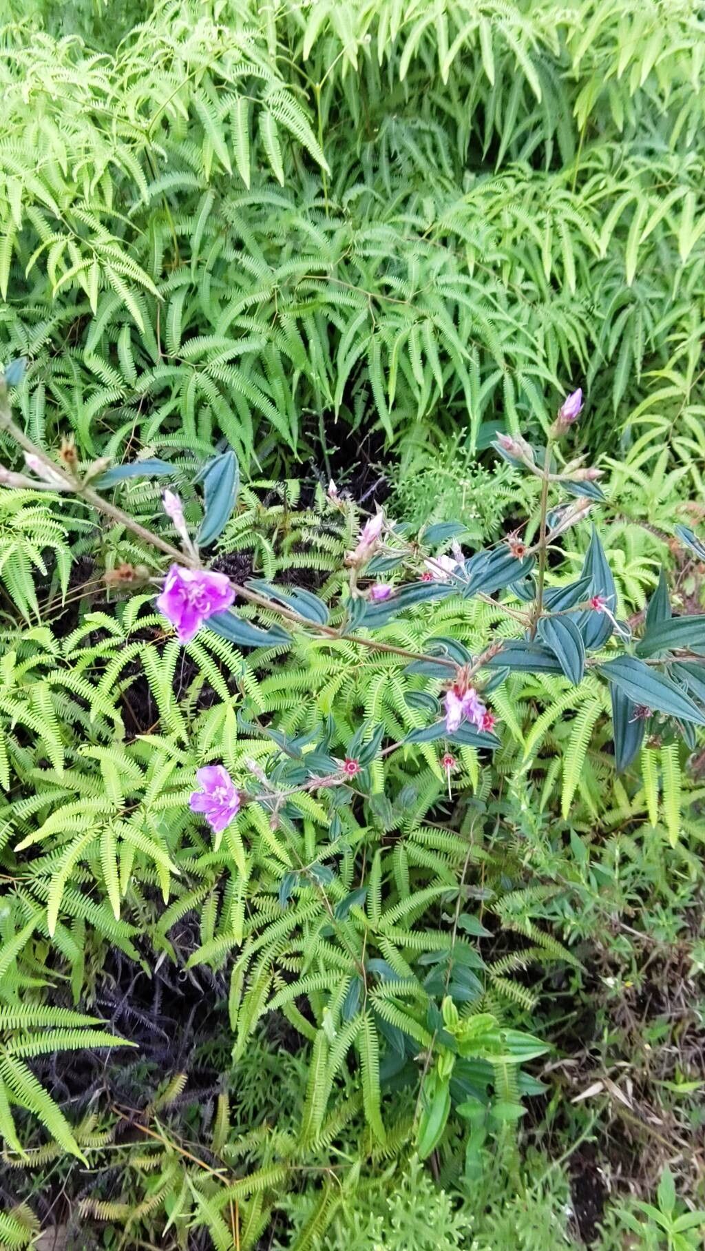Tibouchina aspera habit