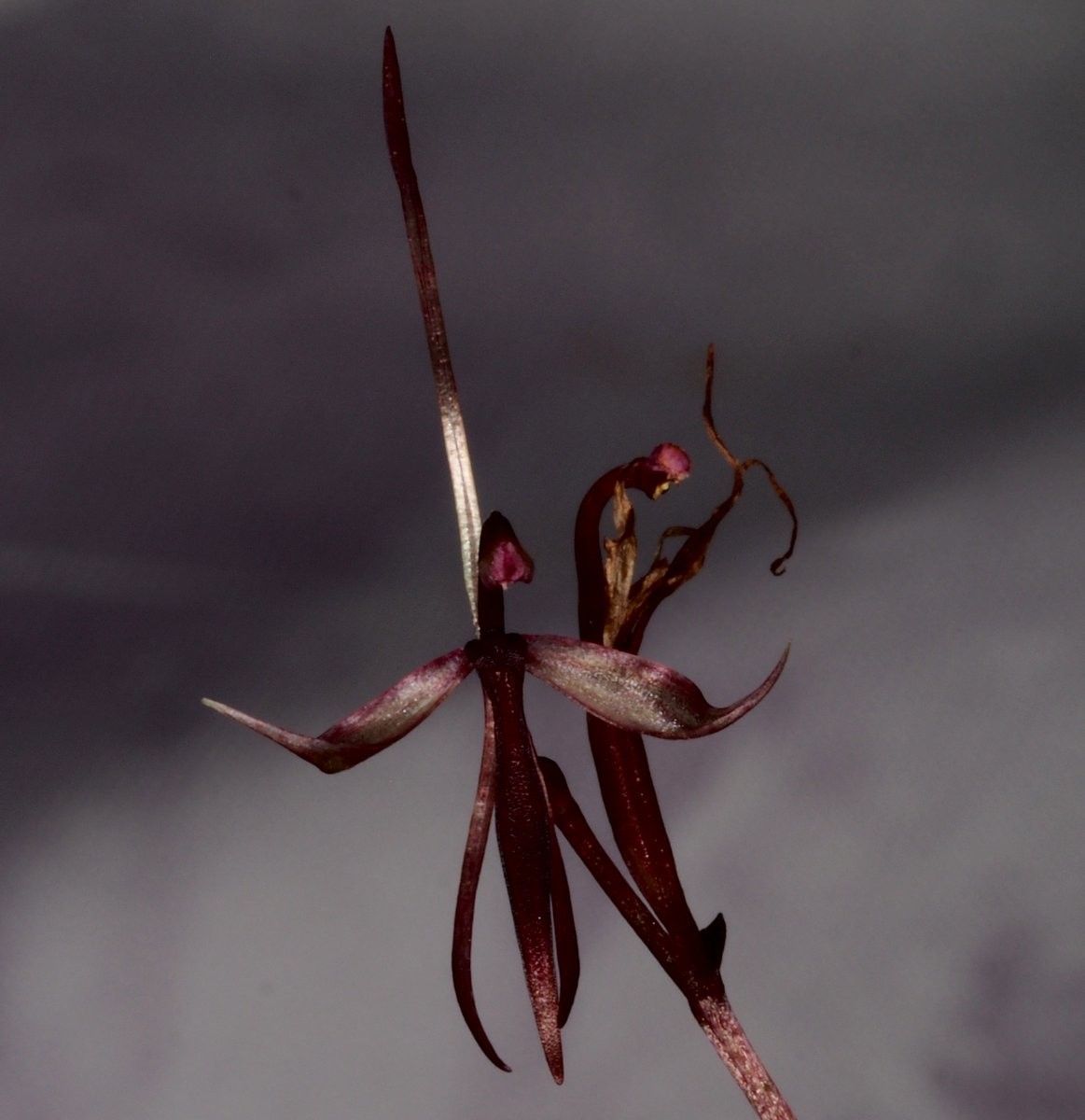 Acianthus uvarius fruit