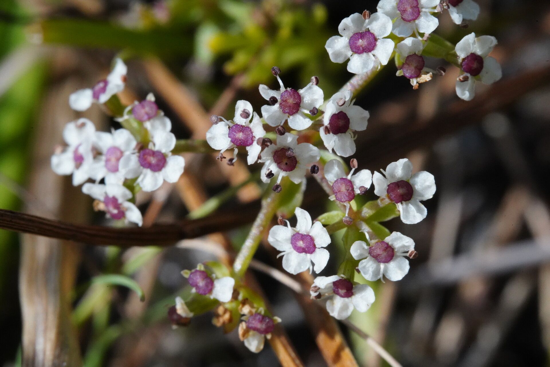 Caropsis verticillatoinundata flower