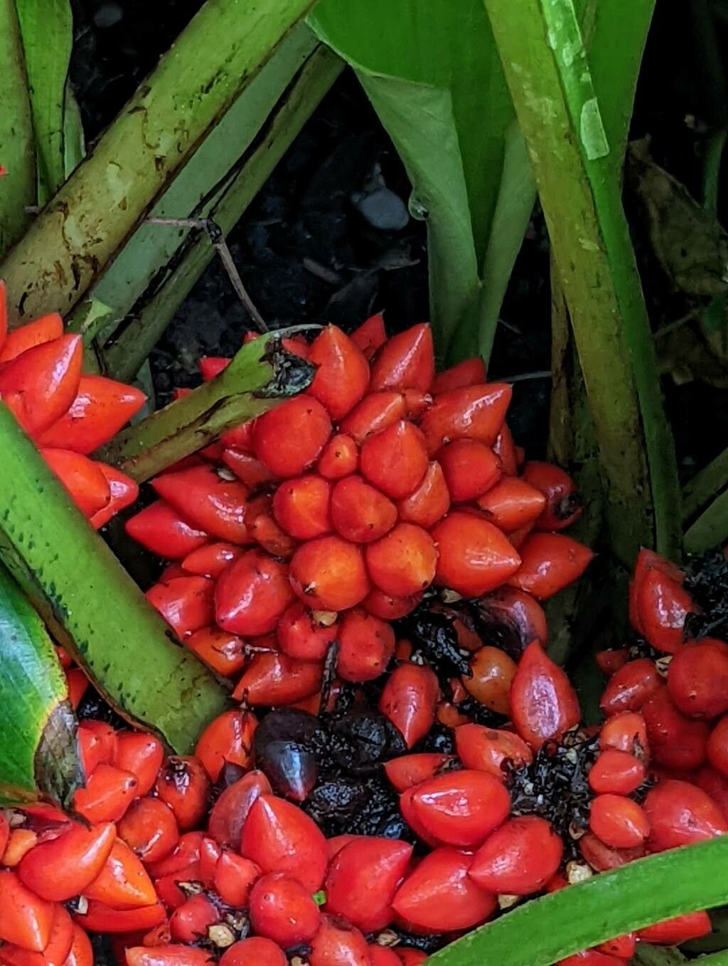Palisota barteri fruit