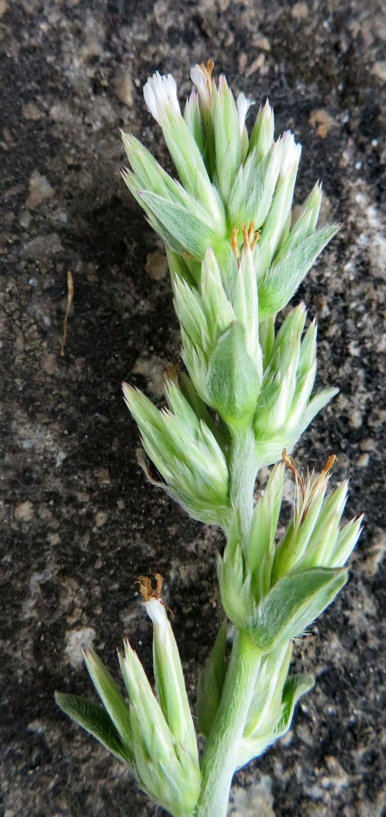 Castilleja attenuata flower