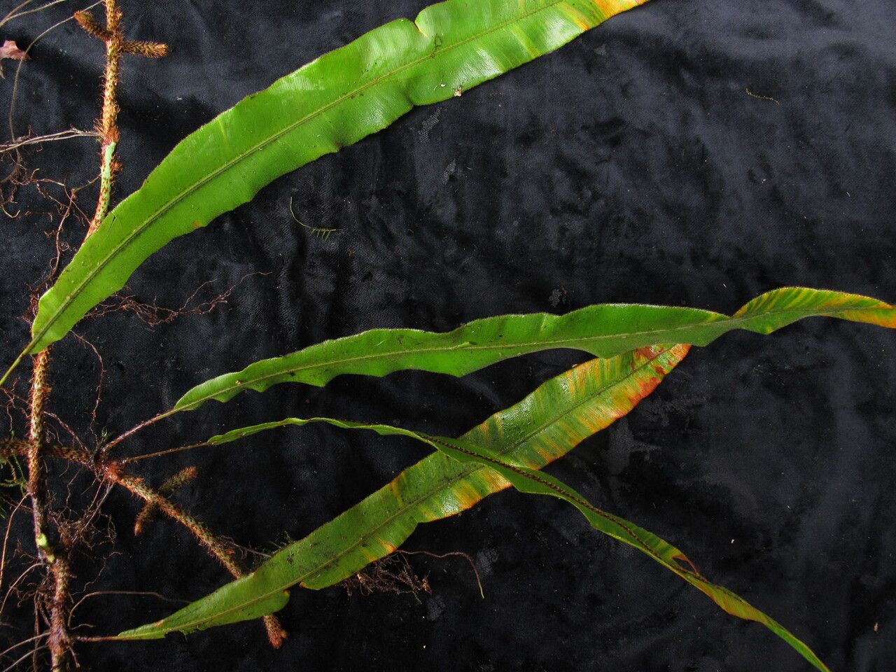 Oleandra wallichii habit