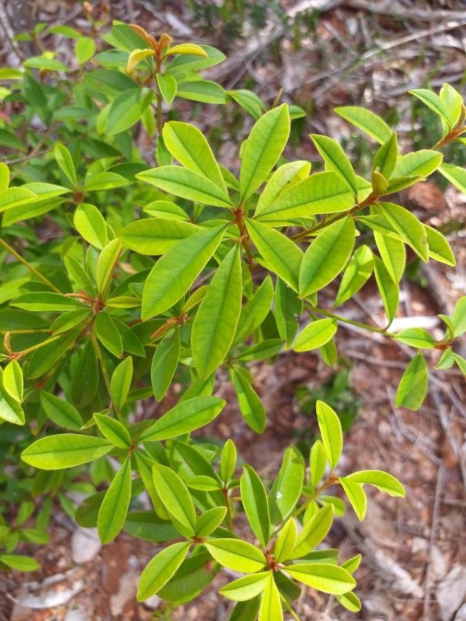 Manilkara sulcata habit