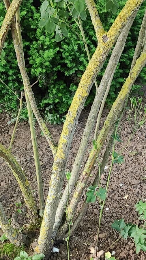 Rosa alba bark