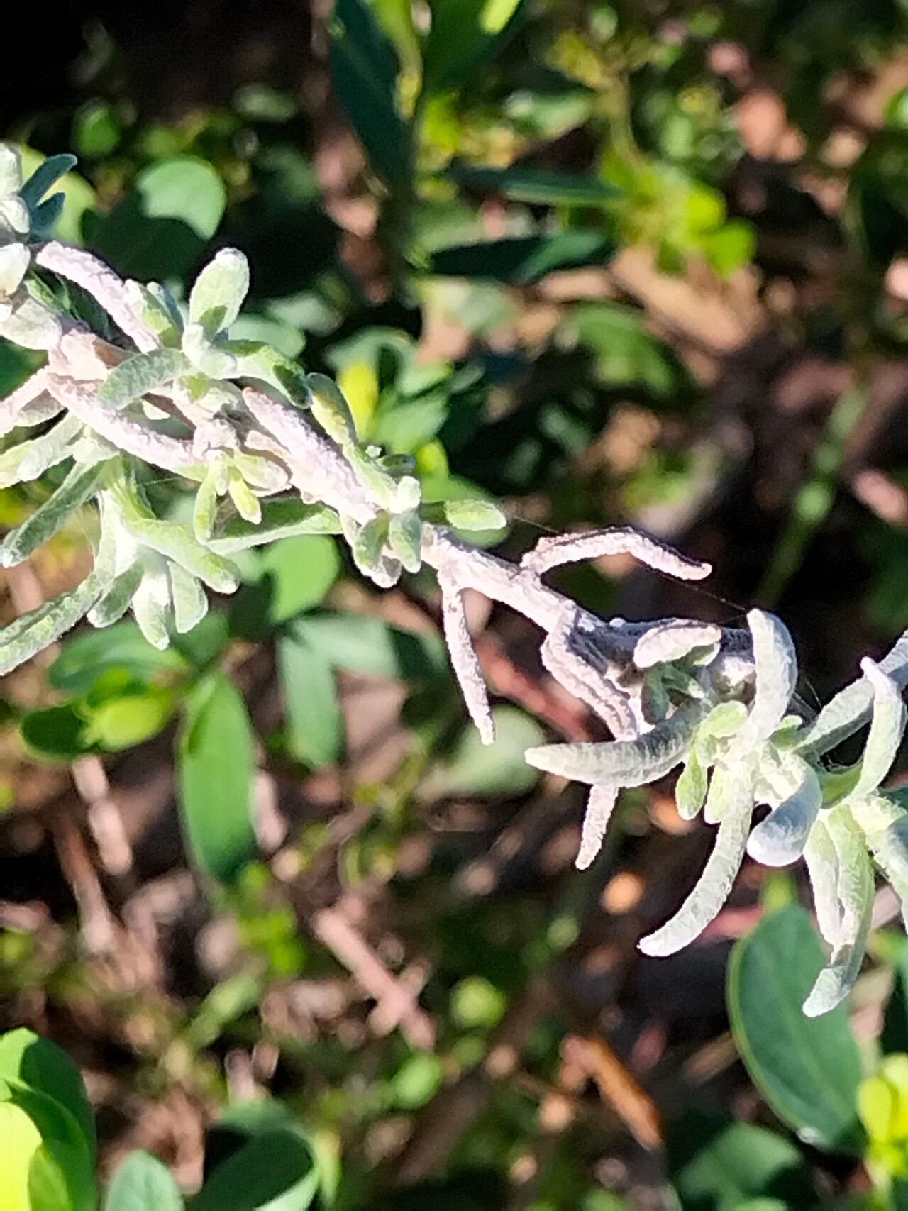 Helichrysum revolutum bark