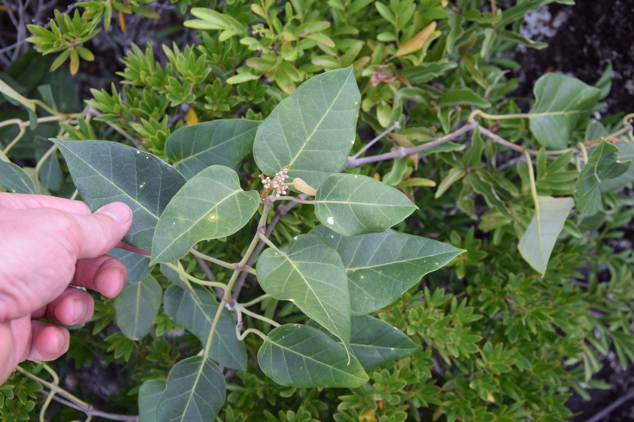 Parsonsia catalpicarpa habit