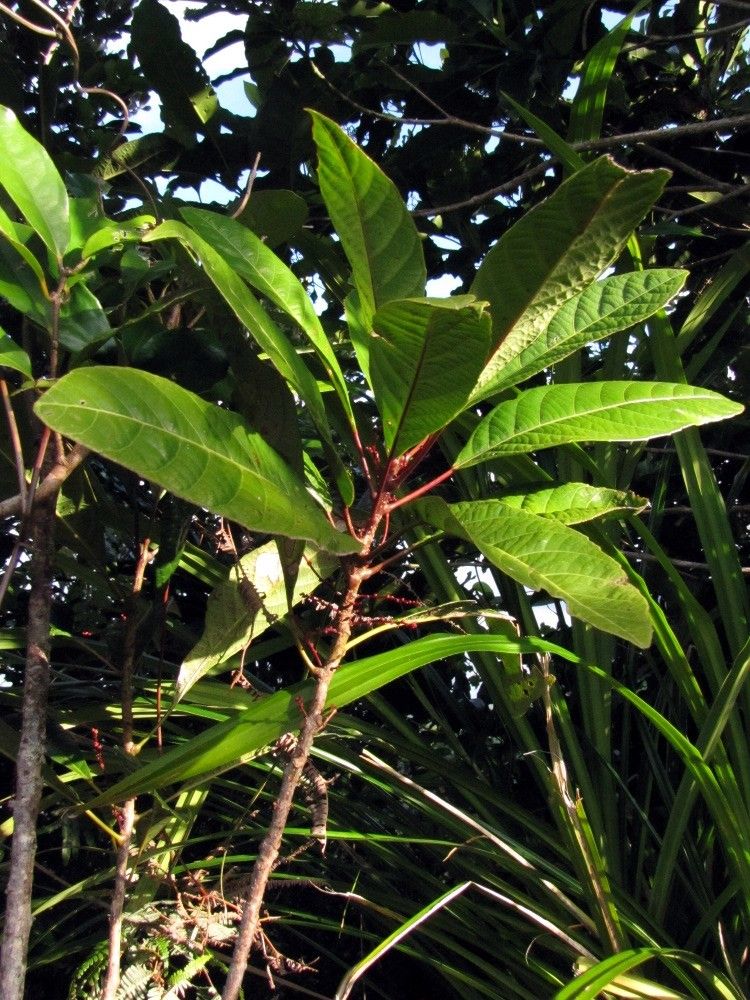 Bocquillonia goniorrhachis habit