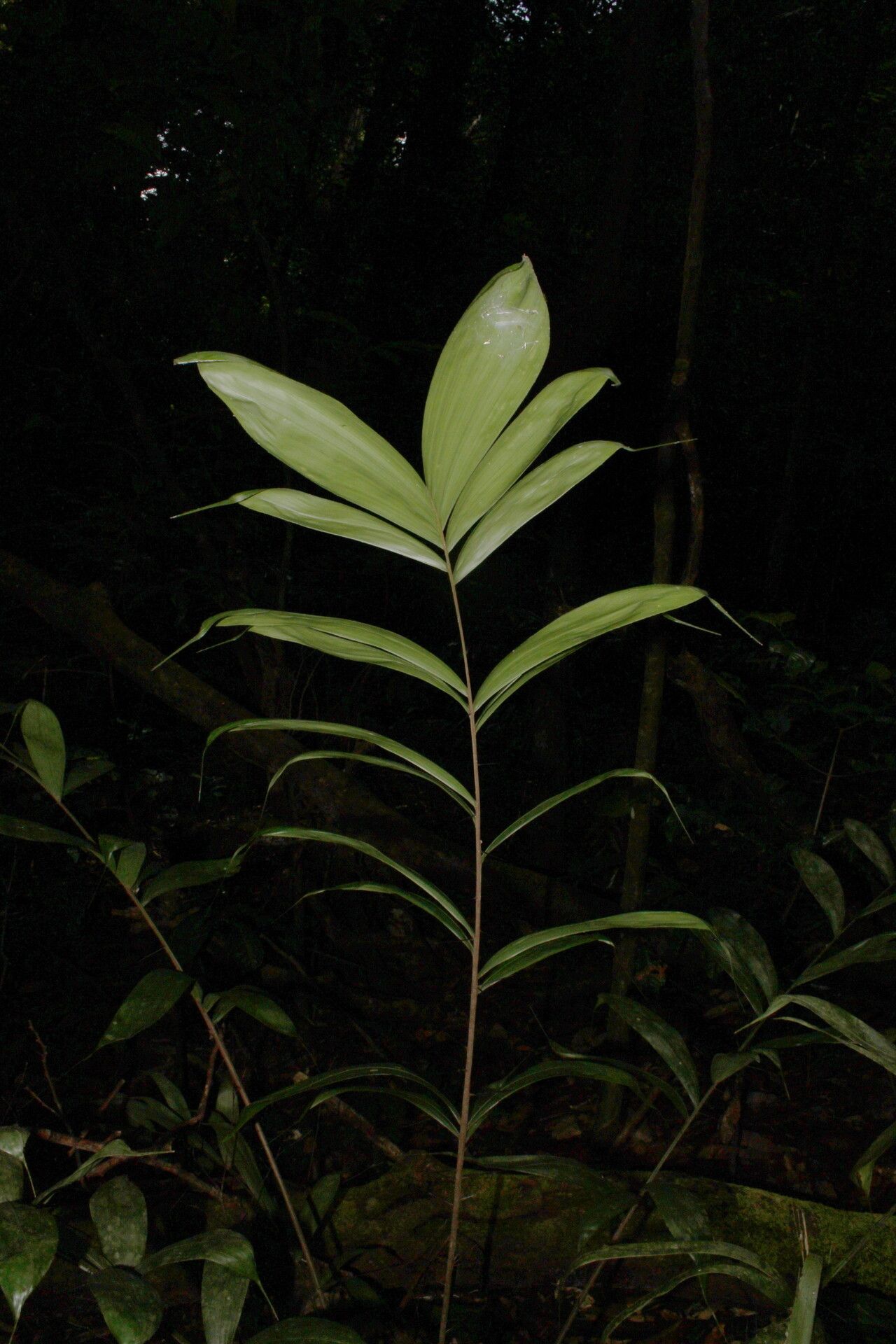 Bactris gastoniana bark