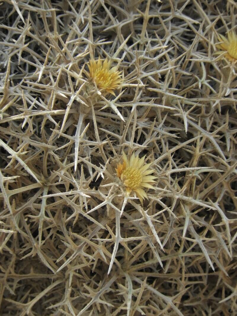 Carlina tragacanthifolia flower