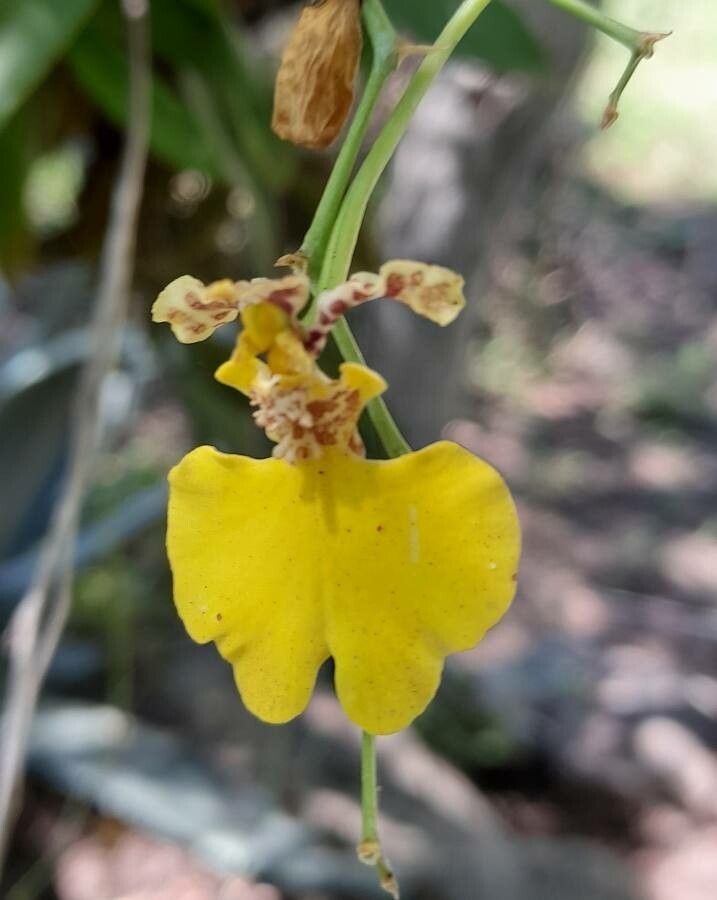 Gomesa bifolia flower
