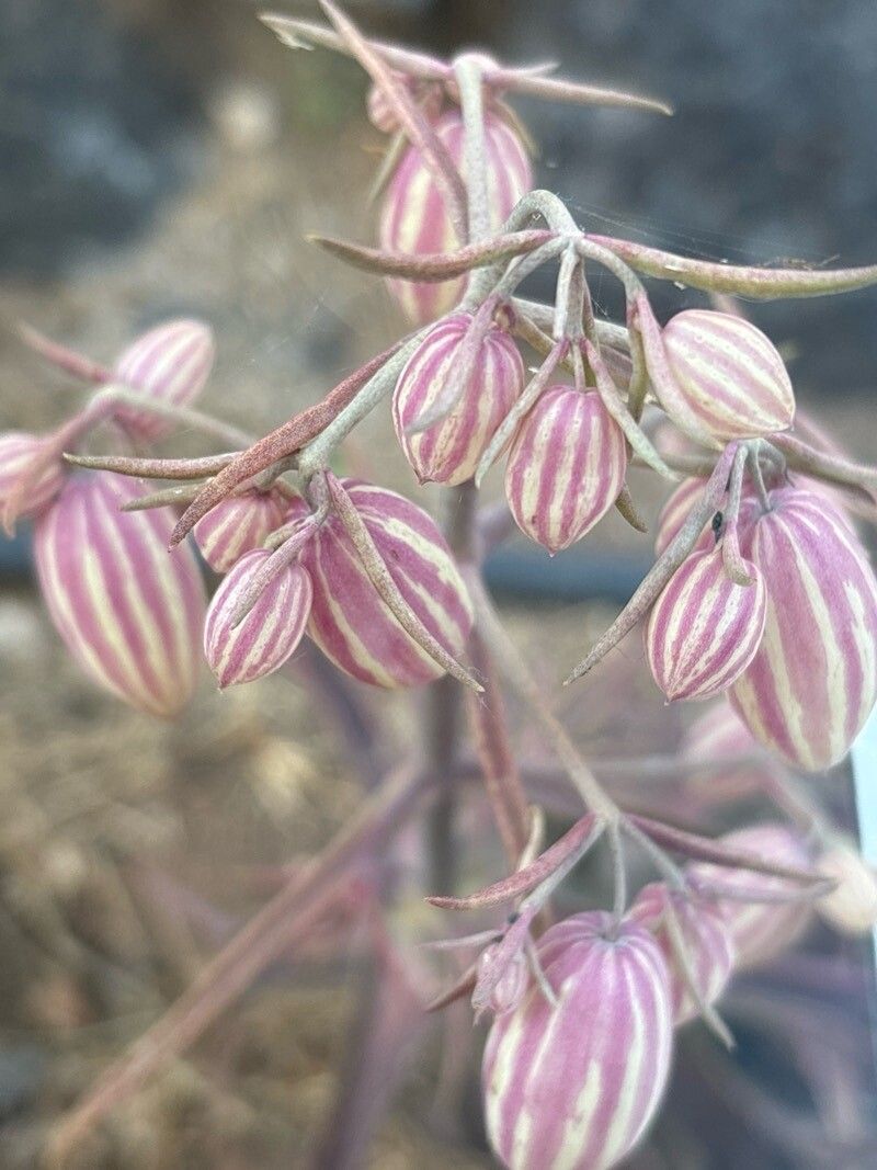 Kalanchoe maromokotrensis fruit