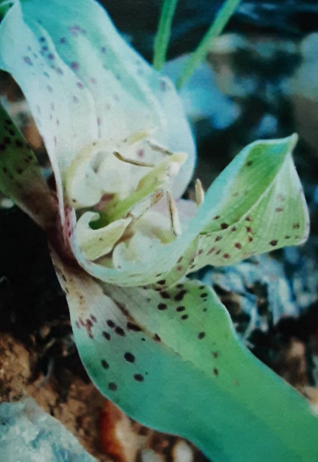 Colchicum circinatum flower