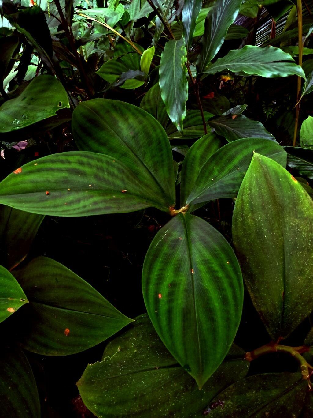 Costus elegans leaf