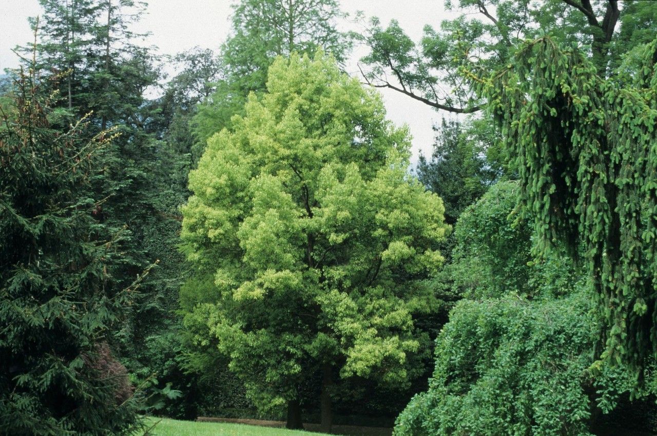 Euonymus lucidus leaf