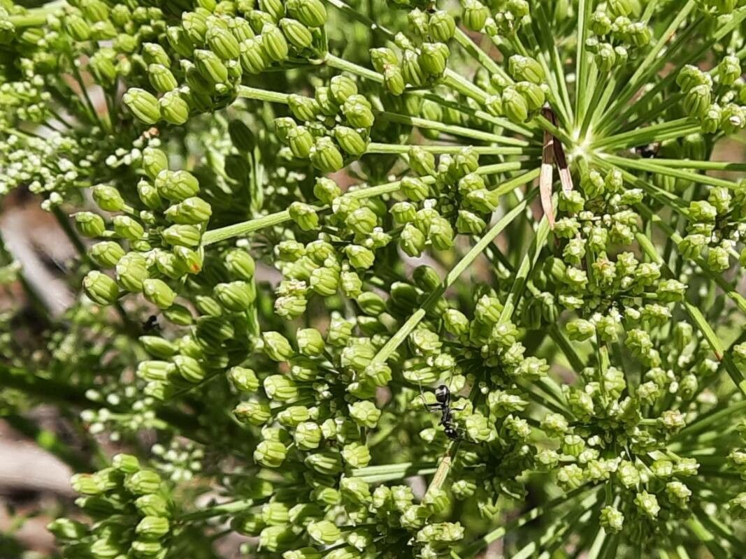 Ligusticum lucidum fruit
